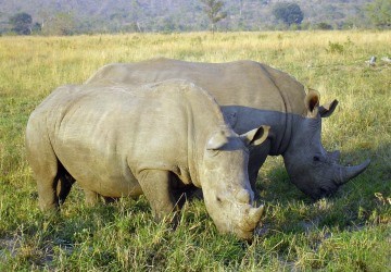 La caza furtiva amenaza al rinoceronte blanco